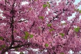 Cercis chinensis Avondale (60-80), Júdásfa