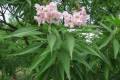 Chitalpa tashkentensis Summer Bells /125-150/, Kitalpa