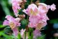 Chitalpa tashkentensis Summer Bells /125-150/, Kitalpa