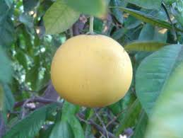 Citrus grandis /50-60 cm/, Óriás citrom