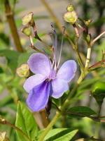 Clerodendron ugandesende, Kékpillangó virág