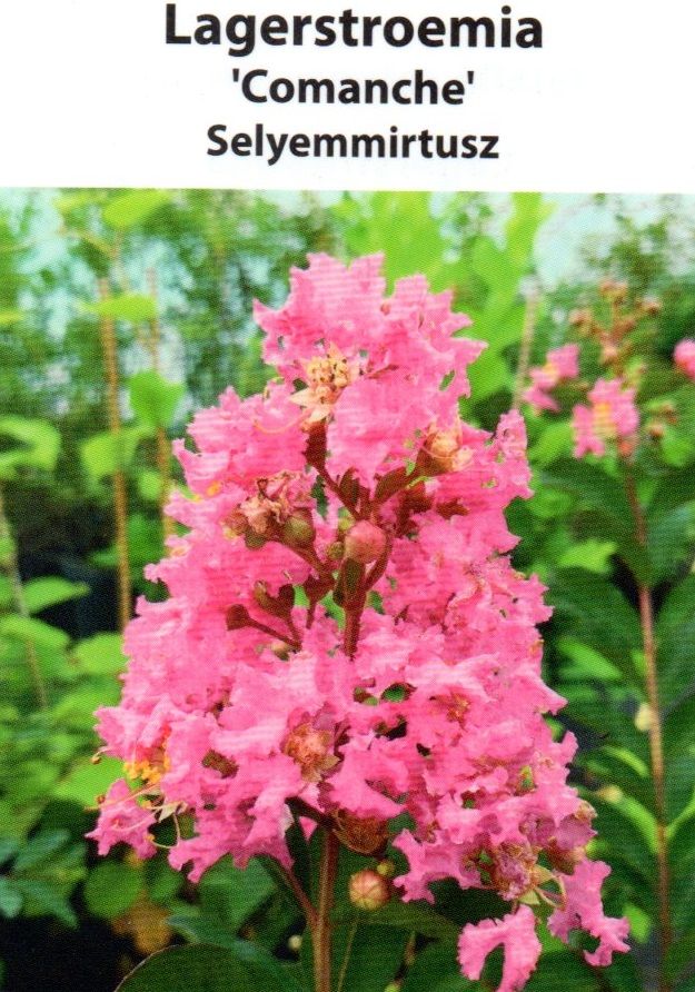 Lagerstroemia indica Comanche, Kínai selyemmirtusz