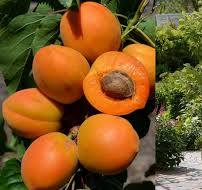 Compacta oszlop kajszi