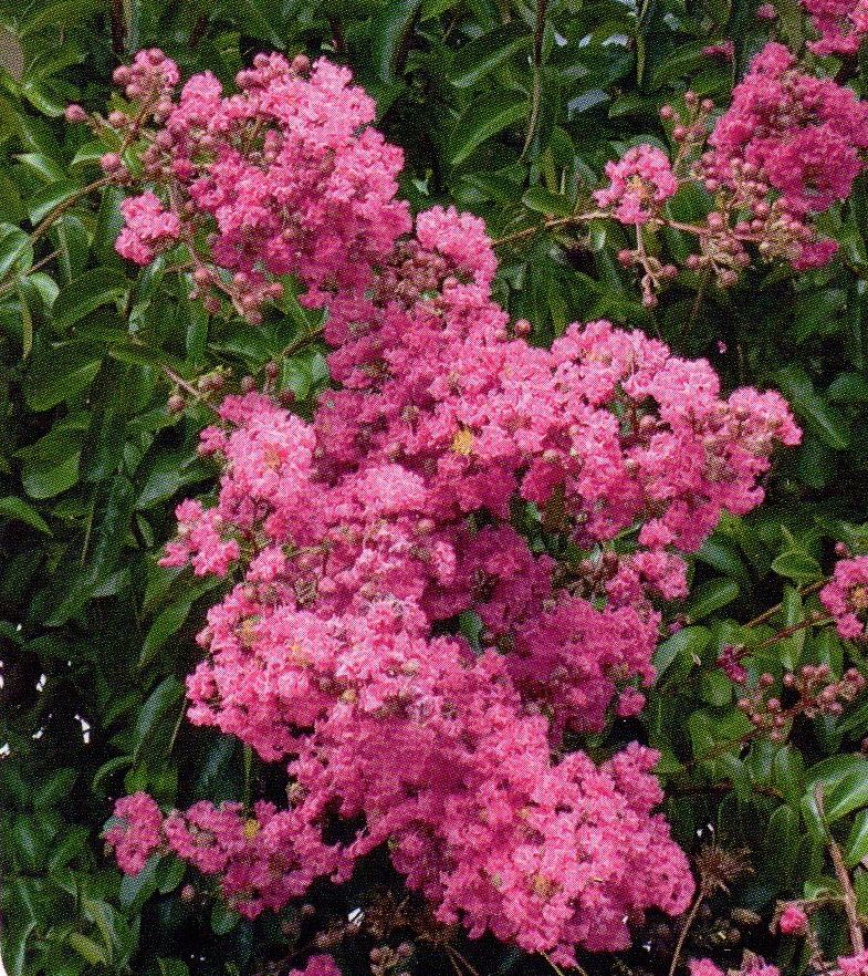 Lagerstroemia indica Coral Fillii /30-40/, Kínai selyemmirtusz  Törpe
