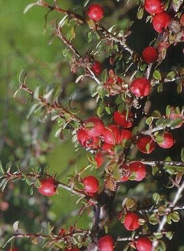 Cotoneaster microphyllus, Madárbirs