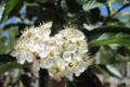 Crataegus Lavallei/100-150/, Fényes levelű galagonya