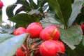 Crataegus Lavallei/100-150/, Fényes levelű galagonya