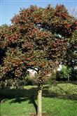 Crataegus Lavallei/100-150/, Fényes levelű galagonya