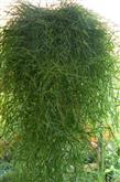 Csüngő bambusz, Agrostis stolonifera