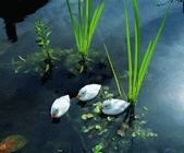 Dekor kiskacsa fehér kerti tó dekoráció