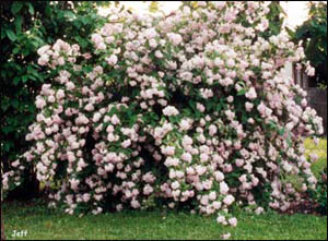 Deutzia Mont Rose, Gyöngcvirágcserje