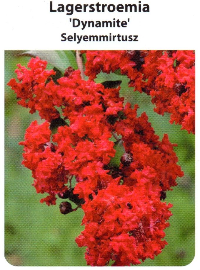 Lagerstroemia indica Dynamit ,Kínai selyemmirtusz