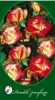 Duble Parfume, Magastörzsű rózsa