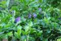 Duranta repens /20-40/, Galambbogyó