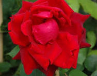 Vörös magastörzsű rózsa Ena Harkness /konténeres/