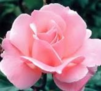 Rózsaszín magastörzsű rózsa Queen of England /konténeres/