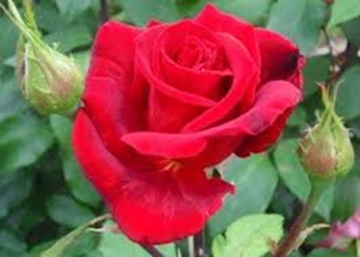 Bordó Magastörzsű rózsa Erica Pluhar /konténeres/