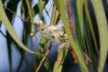 Eucalyptus citriodora „Lemon Busch”