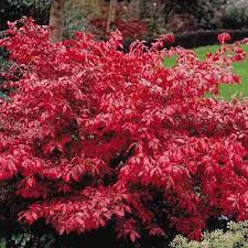 Euonymus Alatus, Szárnyas kecskerágó