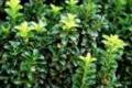 Euonymus jap. Green Spire, Kecskerágó