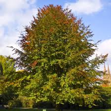 Fagus sylvatica /125-150/, Bükk