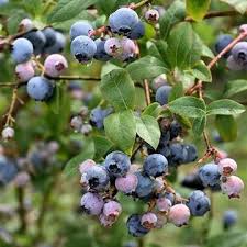 Fanyarka "Sleyt" Mézalmácska