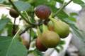 Ficus carica Bagladit, Füge