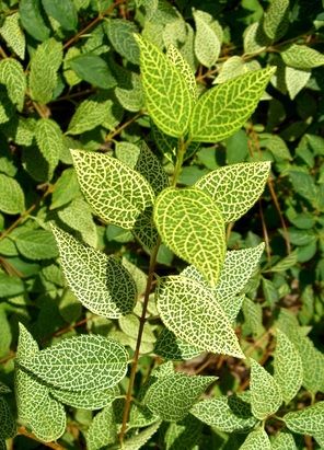 Forsythia viridissima Koreana komsun, Aranyvessző