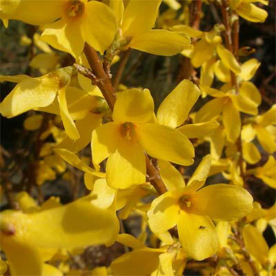 Forsythia viridissima Weber's Favorit, Aranyvessző