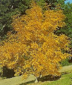 Fraxinus ex. Aurea/100-150/, Sárga kőris