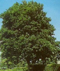 Fraxinus excelsior/150-200/, Magas kőris