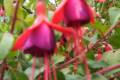 Fuchsia Miss Pople, Fukszia