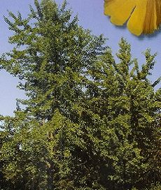 Ginko biloba /100-150/, Páfrányfenyő