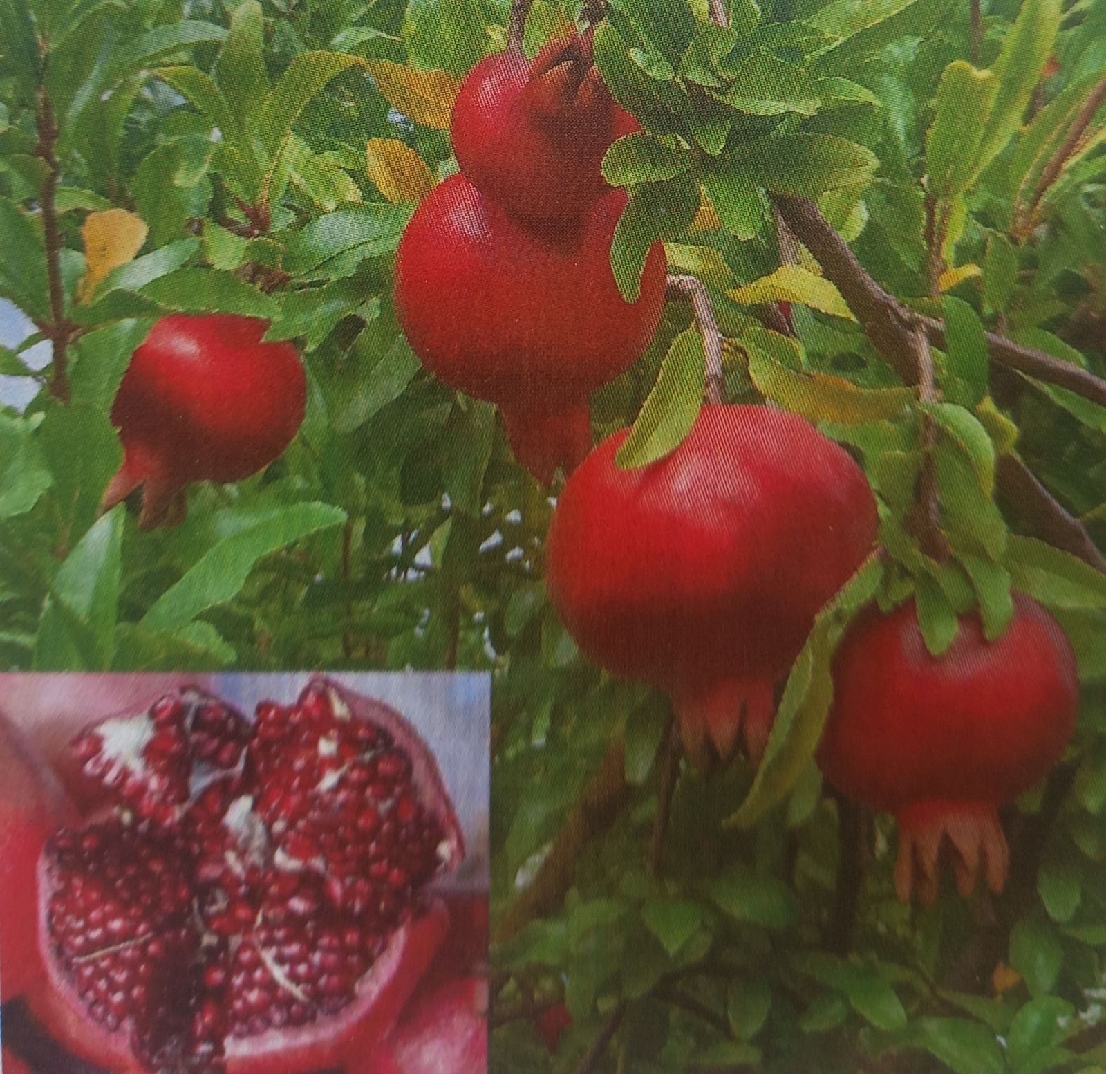 Punica granatum Emericus /40-60/, Gyümölcstermő gránátalma