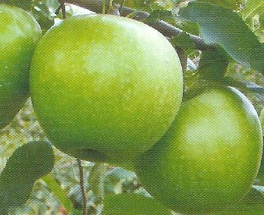 Granny Smith alma /konténeres/