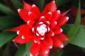 Guzmania