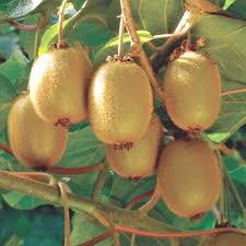 Kiwi Tuscia, Termő Kiwi