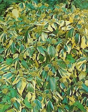 Hedera colchica dentata variegata, Tarka borostyán