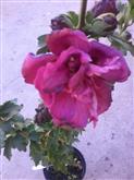 Hibiscus syriacus Waltraud telt rózsaszín virágú, Mályvacserje
