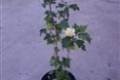 Hibiscus syriacus Woodbridge