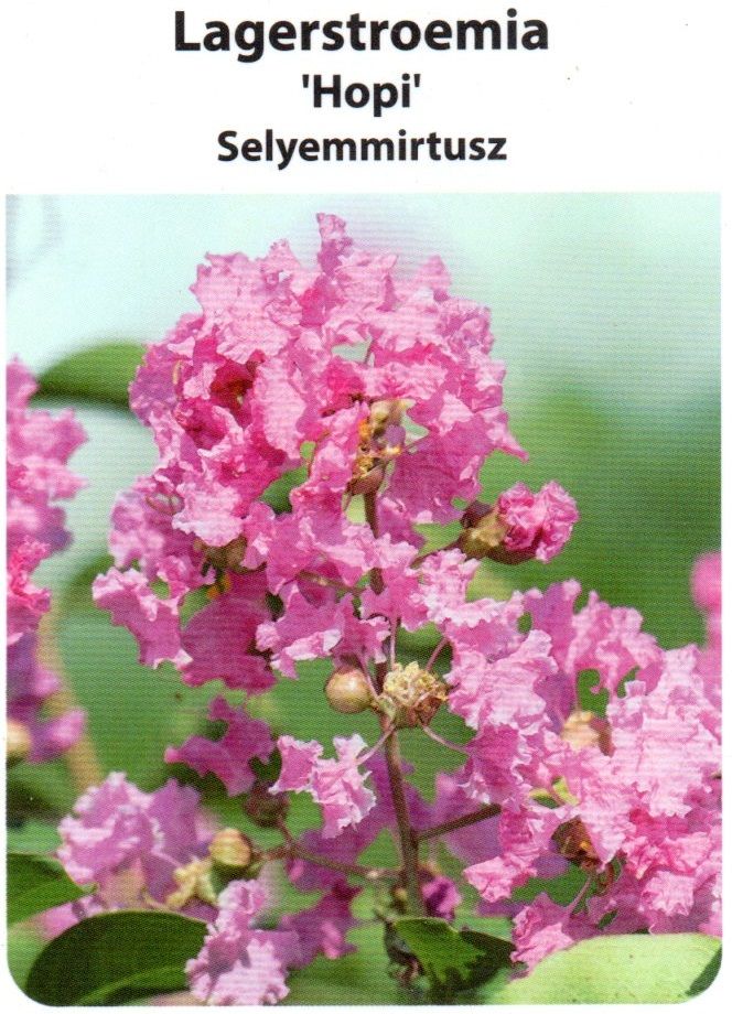 Lagerstroemia indica Hopi ,  Kínai selyemmirtusz