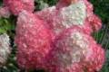 Hydrangea paniculata Pink Diamond, Rózsaszín bugás hortenzia