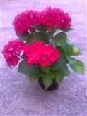 Hydrangea Red Beauty, Hortenzia