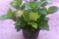 Hydrangea s.Early Blue, Hortenzia