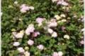 Hydrangea serrata Preziosa, Hortenzia