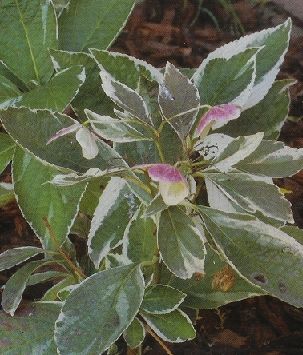 Hydrangea variegata, Hortenzia