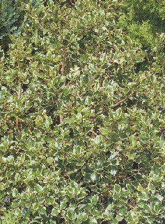 Ilex aquifolium aureomarginata, Magyal