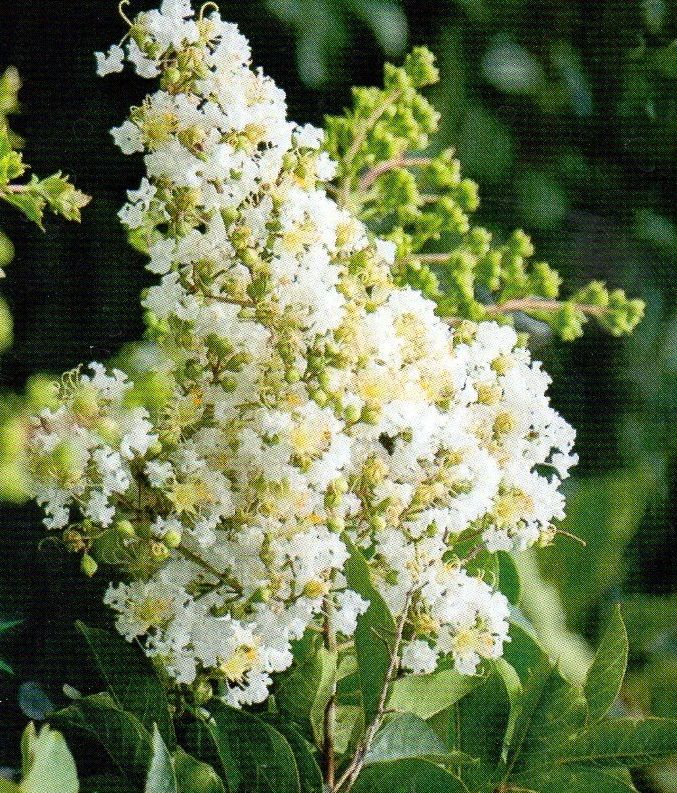 Lagerstroemia indica Illatos fehér /70-80/, Kínai selyemmirtusz