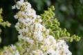 Lagerstroemia indica Illatos fehér, Kínai selyemmirtusz