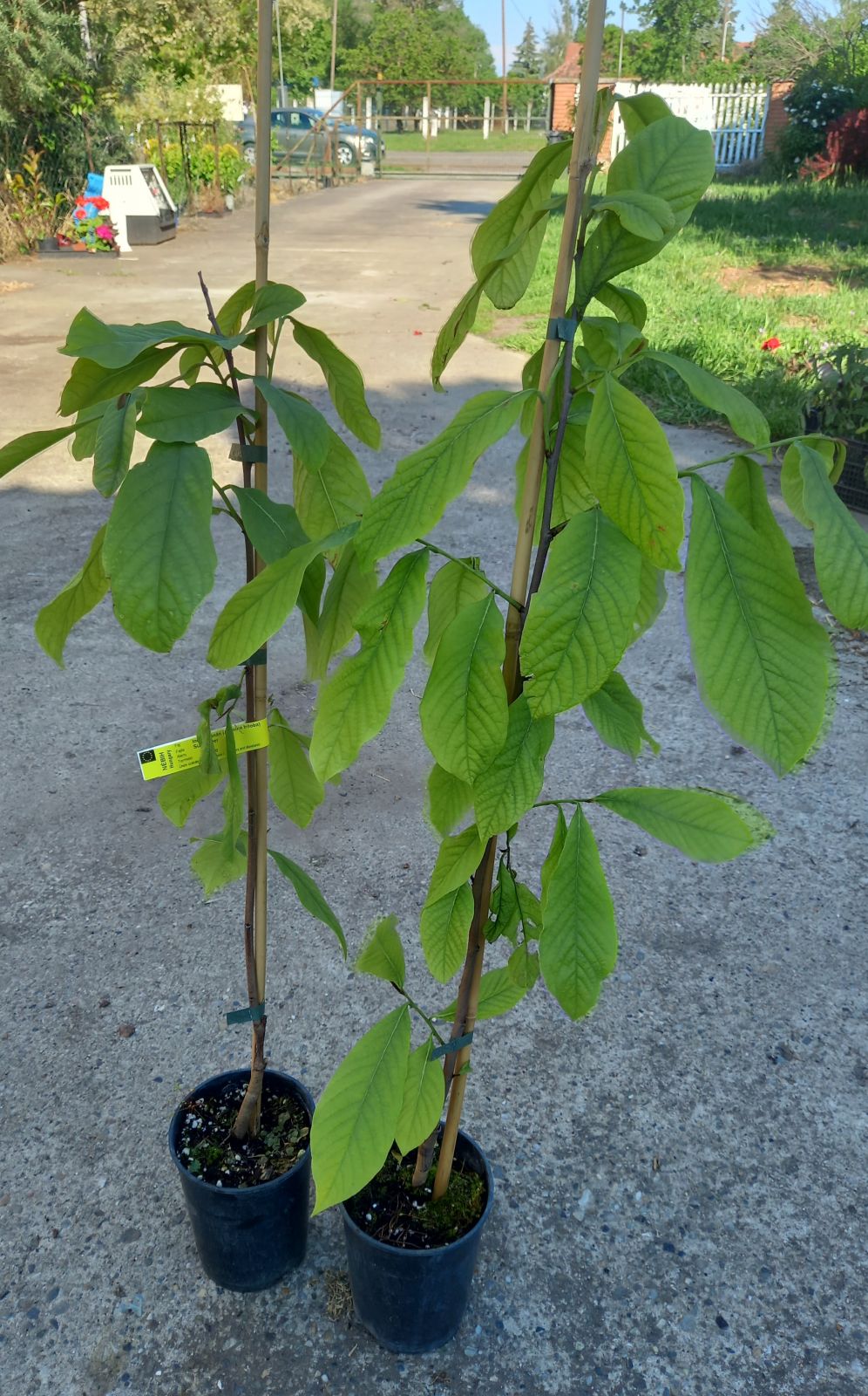 Indián banán "Pawpaw",  Asimina Triloba Sunflower